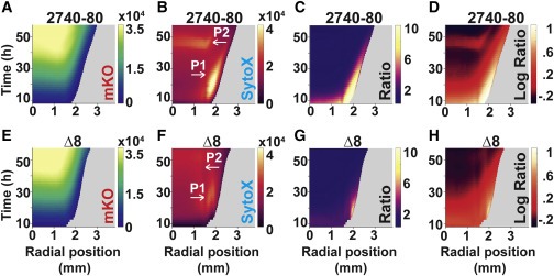 Quorum-sensing- and type VI secretion-mediated spatiotemporal cell death drives genetic diversity in Vibrio cholerae