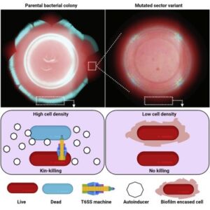 Read more about the article Quorum-sensing- and type VI secretion-mediated spatiotemporal cell death drives genetic diversity in Vibrio cholerae