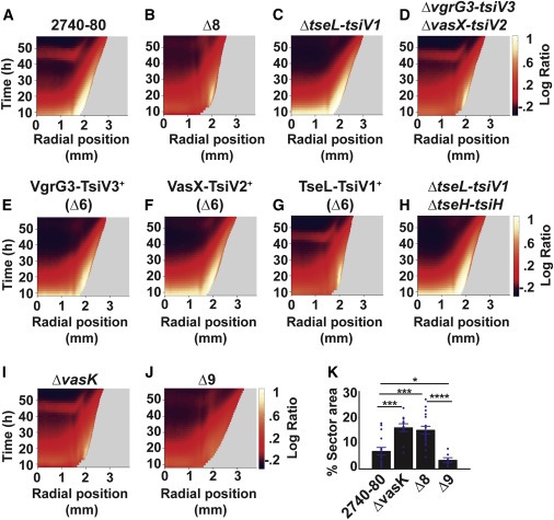 Quorum-sensing- and type VI secretion-mediated spatiotemporal cell death drives genetic diversity in Vibrio cholerae