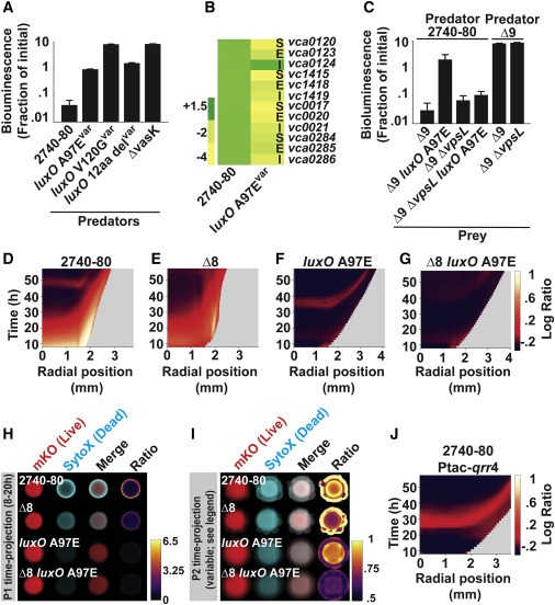 Quorum-sensing- and type VI secretion-mediated spatiotemporal cell death drives genetic diversity in Vibrio cholerae