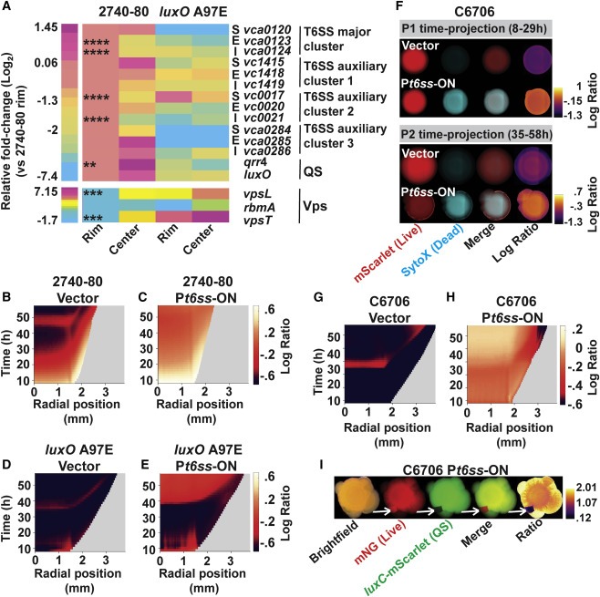 Quorum-sensing- and type VI secretion-mediated spatiotemporal cell death drives genetic diversity in Vibrio cholerae