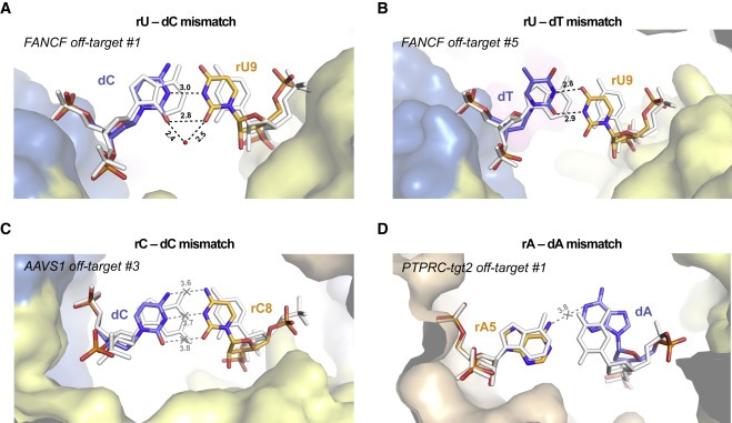 Structural basis for Cas9 off-target activity