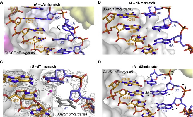 Structural basis for Cas9 off-target activity