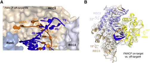 ㅁStructural basis for Cas9 off-target activity