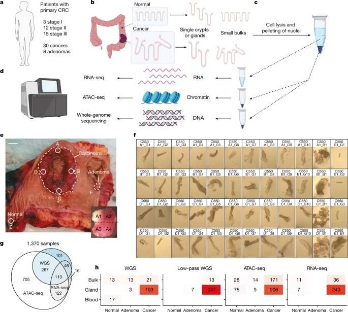 The co-evolution of the genome and epigenome in colorectal cancer