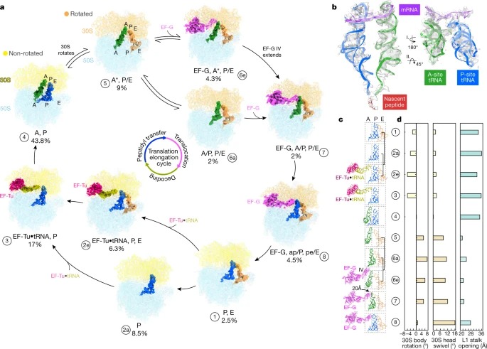 Visualizing translation dynamics at atomic detail inside a bacterial cell