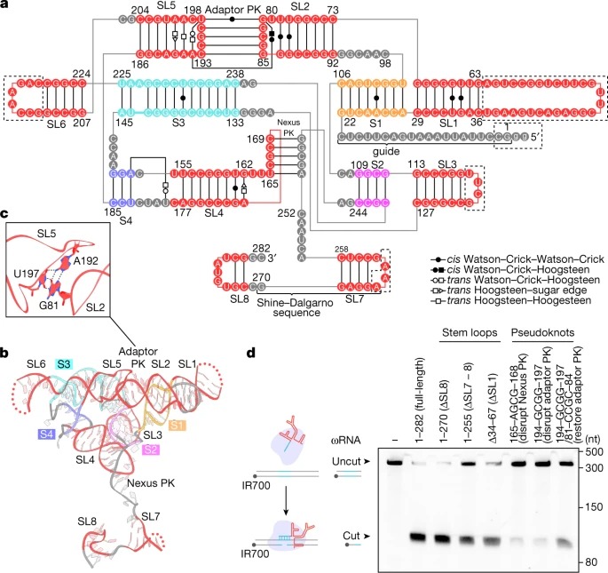 Structure of the OMEGA nickase IsrB in complex with ωRNA and target DNA