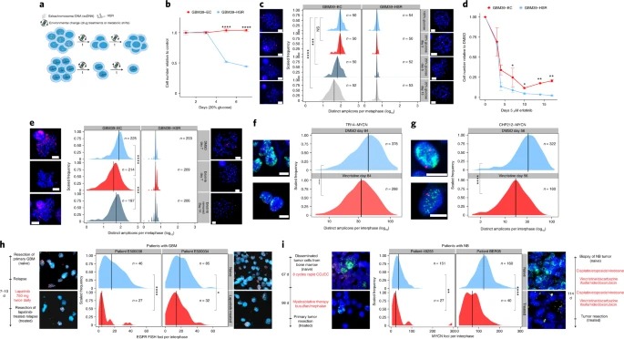 The evolutionary dynamics of extrachromosomal DNA in human cancers