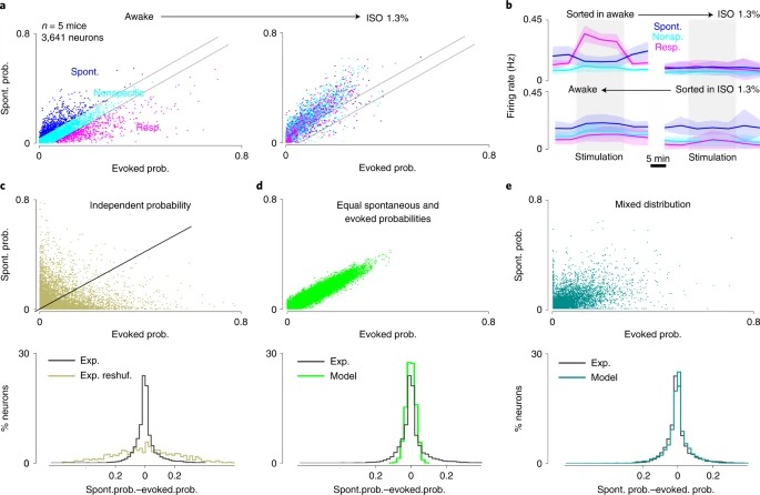 Awake perception is associated with dedicated neuronal assemblies in the cerebral cortex