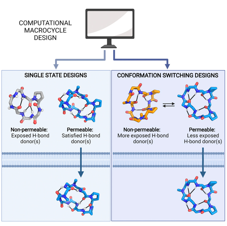 Accurate de novo design of membrane-traversing macrocycles