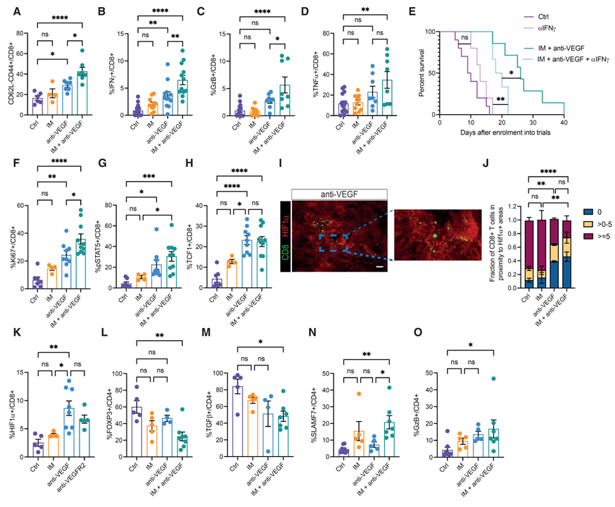 Cancer cell autophagy, reprogrammed macrophages, and remodeled vasculature in glioblastoma triggers tumor immunity