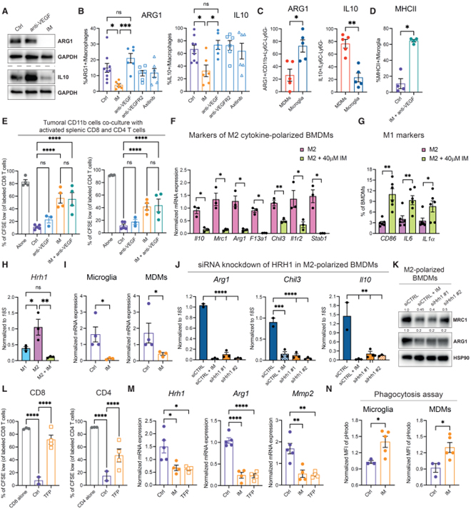 Cancer cell autophagy, reprogrammed macrophages, and remodeled vasculature in glioblastoma triggers tumor immunity