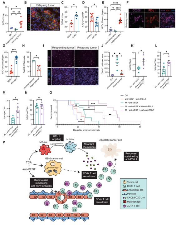 Cancer cell autophagy, reprogrammed macrophages, and remodeled vasculature in glioblastoma triggers tumor immunity