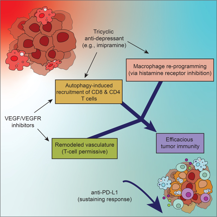 Cancer cell autophagy, reprogrammed macrophages, and remodeled vasculature in glioblastoma triggers tumor immunity