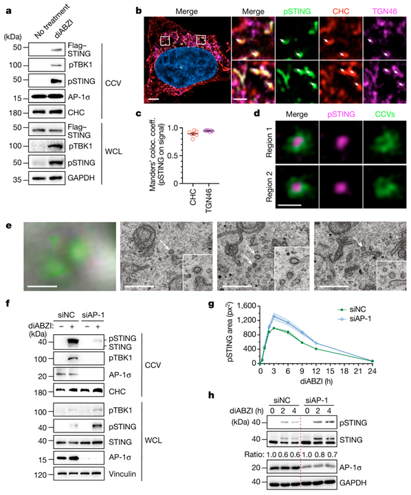 Clathrin-associated AP-1 controls termination of STING signalling