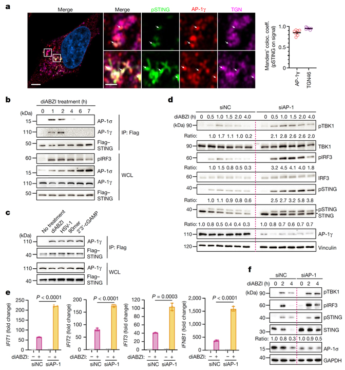 Clathrin-associated AP-1 controls termination of STING signalling