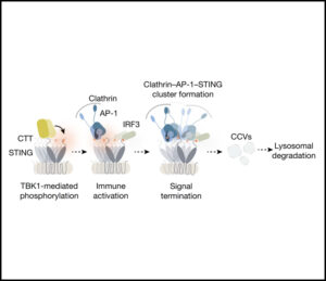 Read more about the article Clathrin-associated AP-1 controls termination of STING signalling