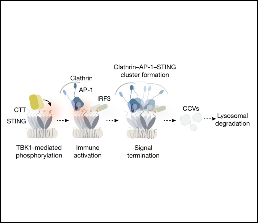 Read more about the article Clathrin-associated AP-1 controls termination of STING signalling