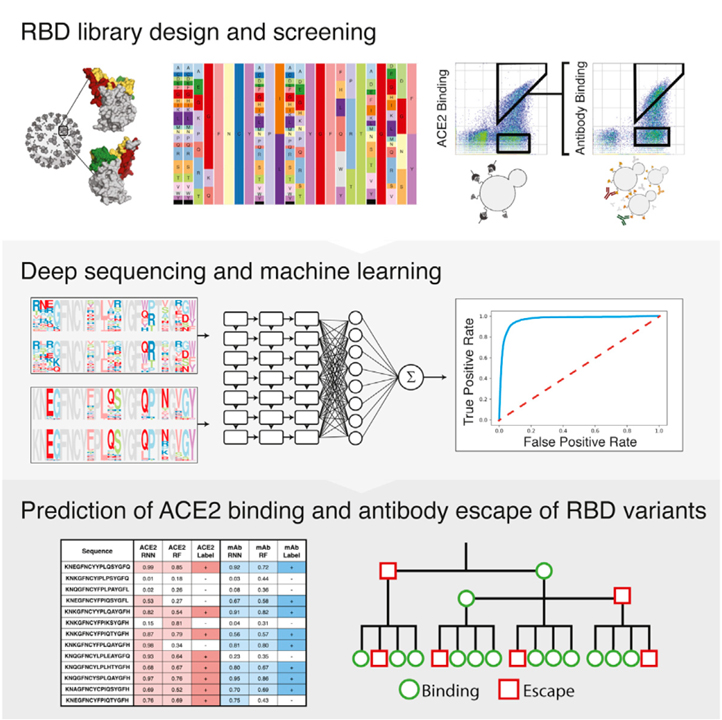 Deep-mutational-learning-predicts-ACE2-binding-and-antibody-escape-to-combinatorial-mutations-in-the-SARS-CoV-2-receptor-binding-domain