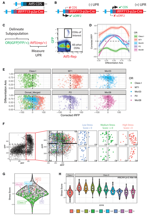 ER stress transforms random olfactory receptor choice into axon targeting precision