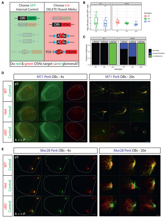 ER stress transforms random olfactory receptor choice into axon targeting precision