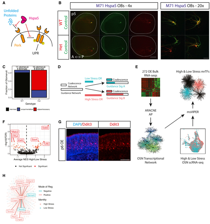 ER stress transforms random olfactory receptor choice into axon targeting precision