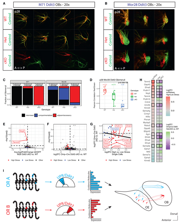 ER stress transforms random olfactory receptor choice into axon targeting precision