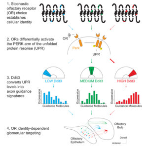 Read more about the article ER stress transforms random olfactory receptor choice into axon targeting precision