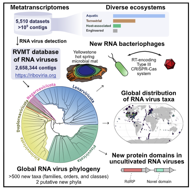 Expansion of the global RNA virome reveals diverse clades of bacteriophages