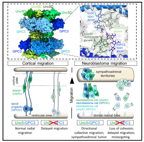 GPC3-Unc5 receptor complex structure and role in cell migration