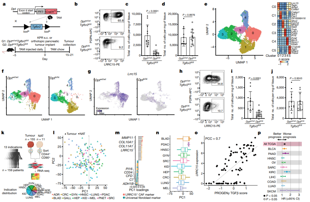 LRRC15+ myofibroblasts dictate the stromal setpoint to suppress tumor immunity