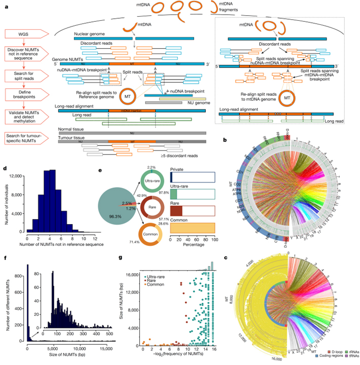 Nuclear-embedded mitochondrial DNA sequences in 66,083 human genomes