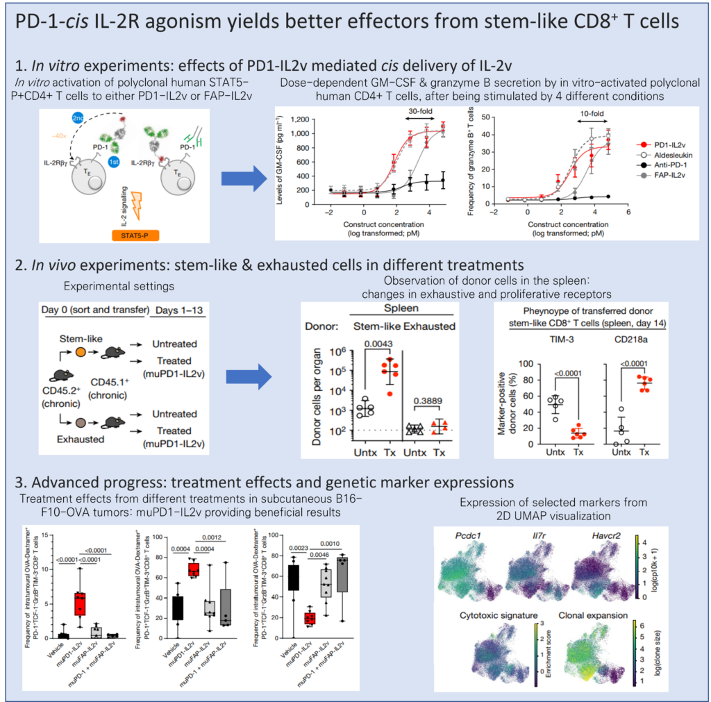 PD-1-cis-IL-2R agonism yields better effectors from stem-like CD8+ T cells_ graphical abstract by js