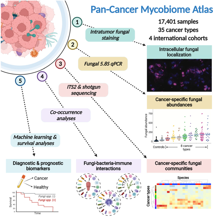 Pan-cancer analyses reveal cancer-type-specific fungal ecologies and bacteriome interactions