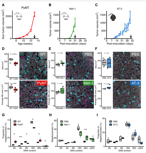 Pro-inflammatory megakaryocyte gene expression in murine models of breast cancer