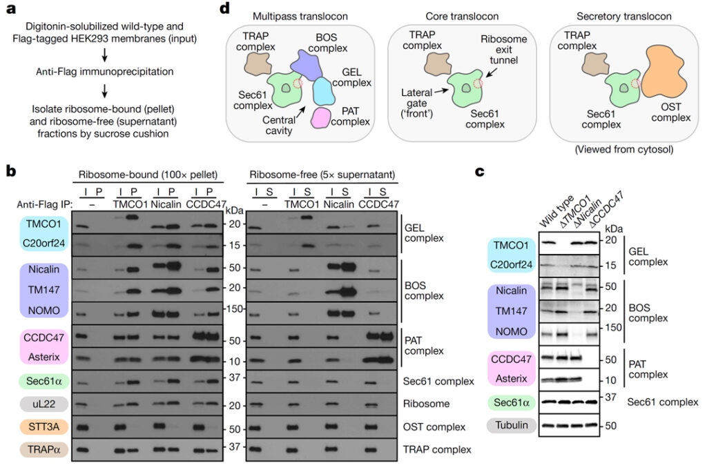 Substrate-driven assembly of a translocon for multipass membrane proteins