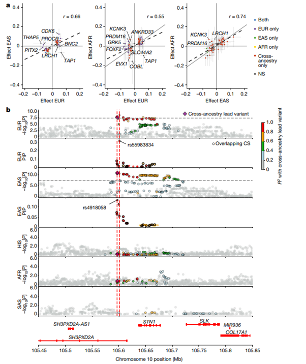 [Figure 2] 뇌졸중 GWAS 결과에서 발견한 주요 변이 및 cross-ancestry fine-mapping에 대한 조상계 간 effect-size의 비교