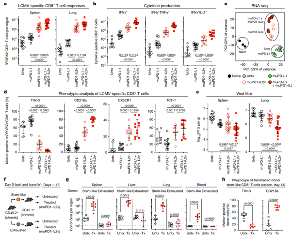 Fig. 2: Targeted delivery of IL-2v to PD-1+ T cells using the muPD1-IL2v construct increases LCMV-specific CD8+ T cell responses and improves viral control during chronic infection by enhancing the proliferation and differentiation of PD-1+TCF-1+ stem-like resource CD8+ T cells.