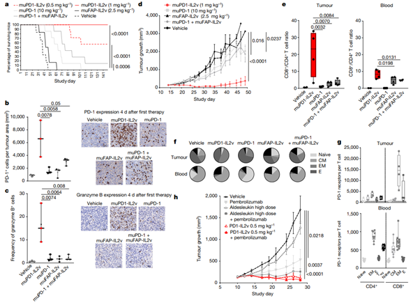 Fig. 3: muPD1-IL2v favours CD8+ versus CD4+ T cells in the tumour microenvironment and expands less differentiated TILs, which provide tumour eradication and survival benefit to treated mice.