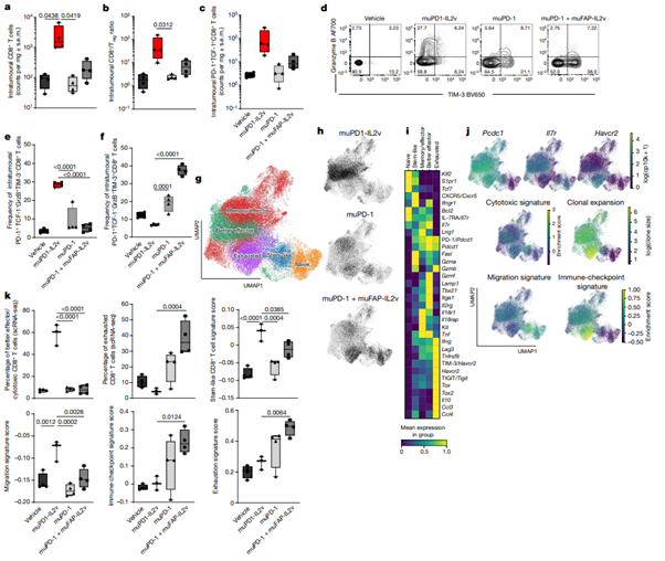 Fig. 4: muPD1-IL2v expands and differentiates PD-1+TCF-1+ stem-like resource CD8+ TILs into a new population of better effector CD8+ TILs.