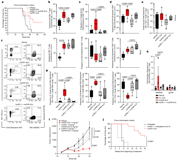 Fig. 5: muPD1-IL2v provides survival benefit and control of tumour growth in mice with subcutaneous B16-F10-OVA tumours by expanding cytotoxic OVA-specific better effector CD8+ TILs.