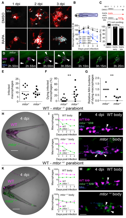 mTOR-regulated mitochondrial metabolism limits mycobacterium-induced cytotoxicity