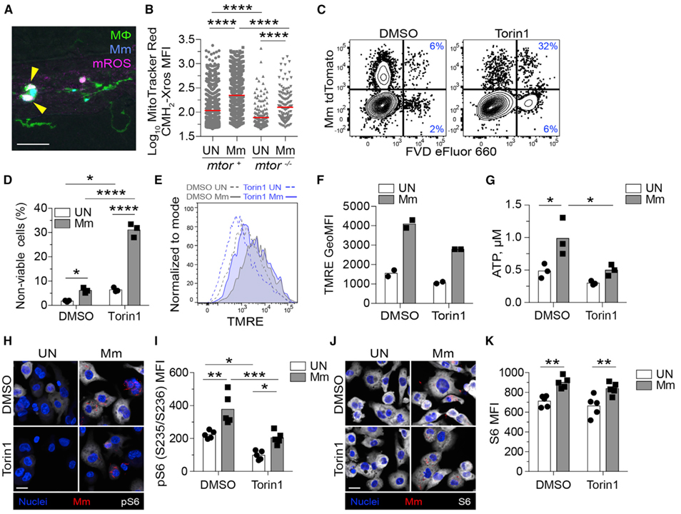 mTOR-regulated mitochondrial metabolism limits mycobacterium-induced cytotoxicity