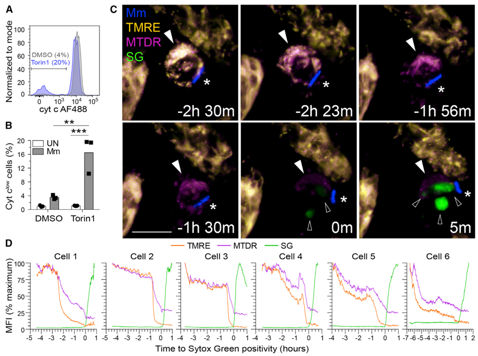 mTOR-regulated mitochondrial metabolism limits mycobacterium-induced cytotoxicity