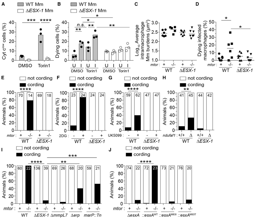 mTOR-regulated mitochondrial metabolism limits mycobacterium-induced cytotoxicity