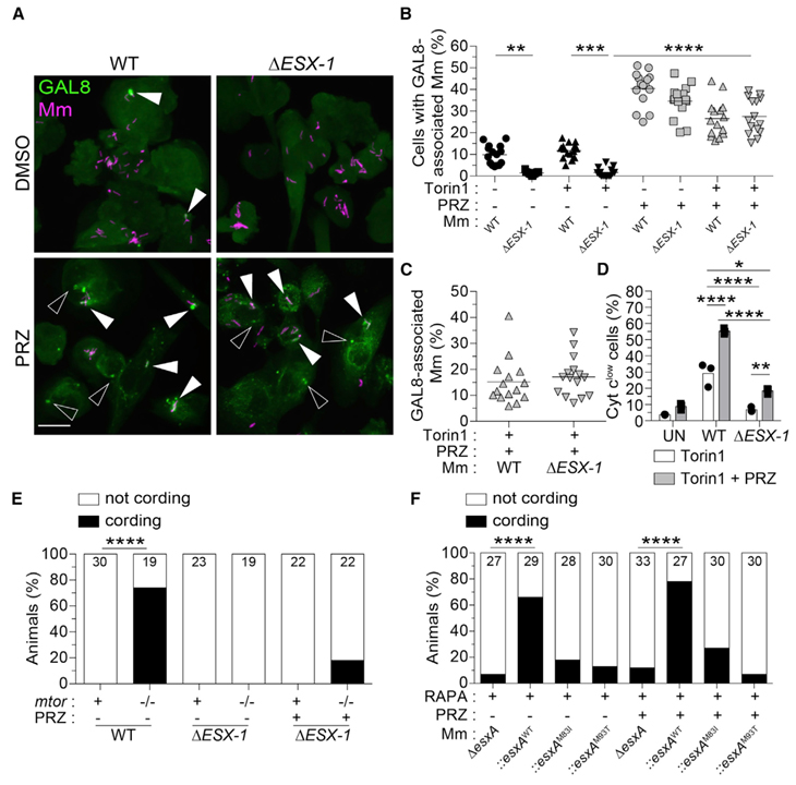 mTOR-regulated mitochondrial metabolism limits mycobacterium-induced cytotoxicity