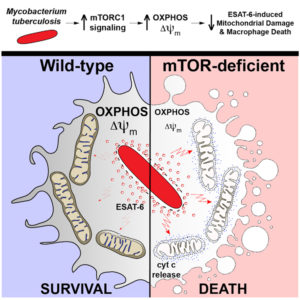 Read more about the article mTOR-regulated mitochondrial metabolism limits mycobacterium-induced cytotoxicity