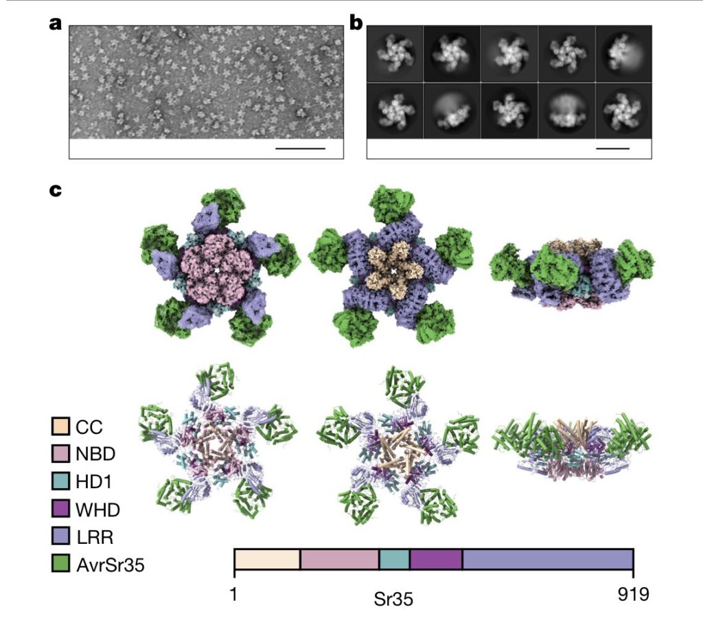 A wheat resistosome defines common principles of immune receptor channels