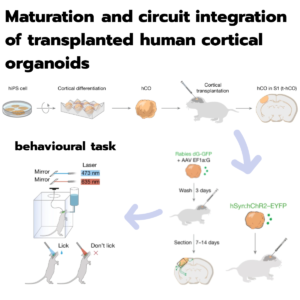 Read more about the article Maturation and circuit integration of transplanted human cortical organoids