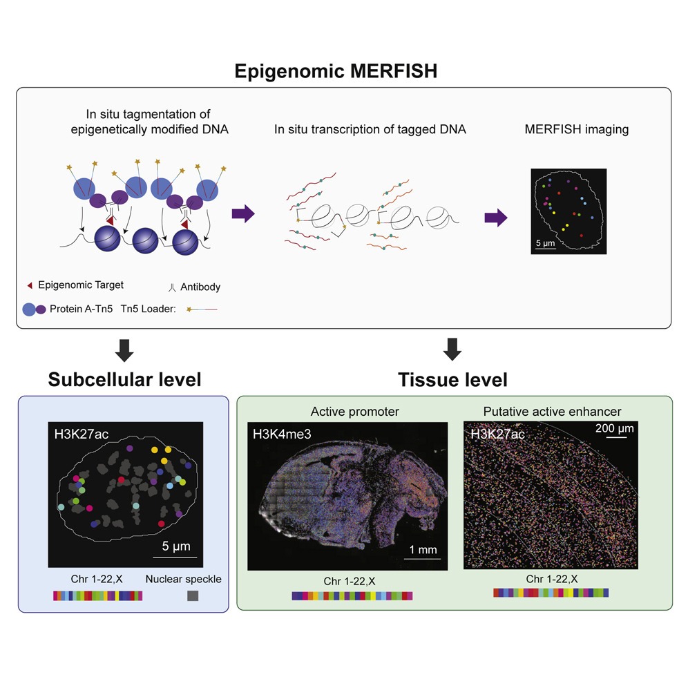 Read more about the article Spatially resolved epigenomic profiling of single cells in complex tissues